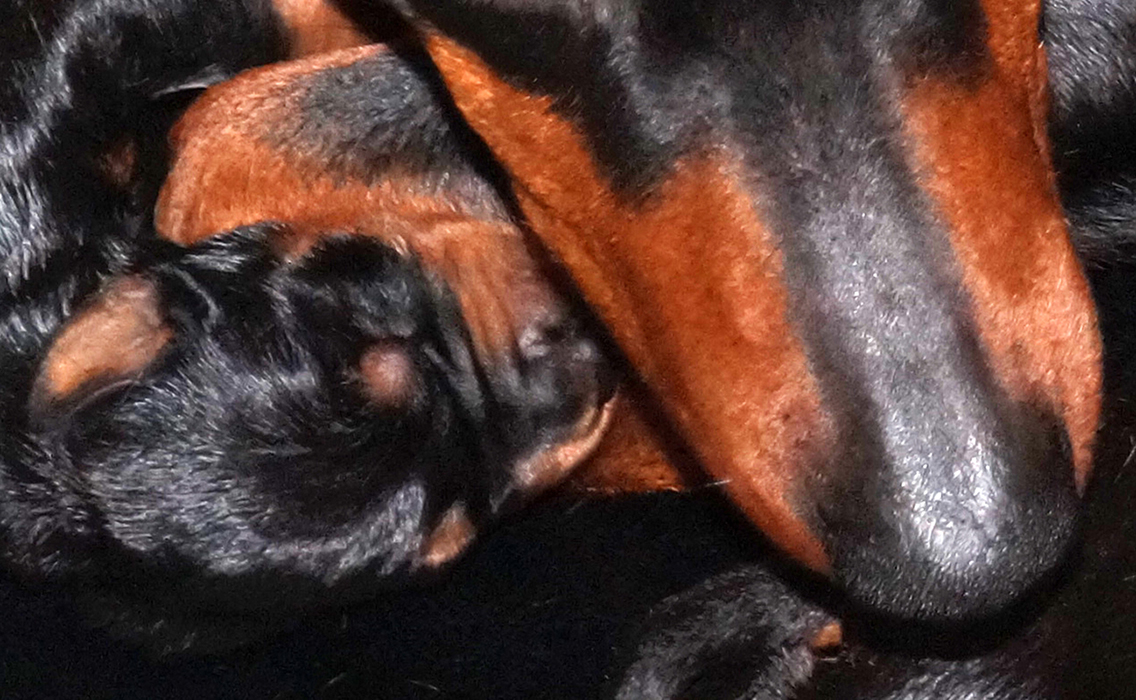 Pinscher * Xélanc Young Yezzie med Xlanc Kindly K kull * 1 vecka